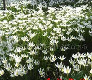 深圳市福田區華林園藝 花卉苗木零售的優質選擇