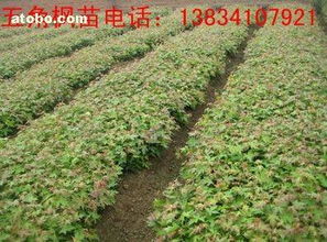 柴高峰個體經營 熱賣促銷花卉苗木零售，價格合理，廠家直供