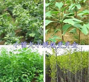 銀杏小苗與白果苗的采購指南 價格、廠家與品質解析