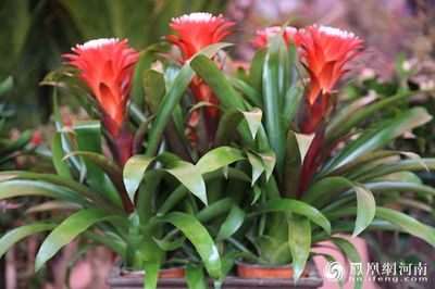 中國商丘首屆園林花卉業博覽會盛大開幕，引領花卉苗木零售新風尚