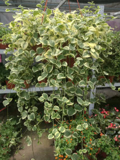 寧馨花木園林 打造一站式綠意生活空間，主營花卉苗木零售批發