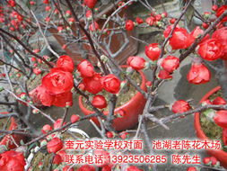 迎新春老陳花木批發(fā)零售歡迎您