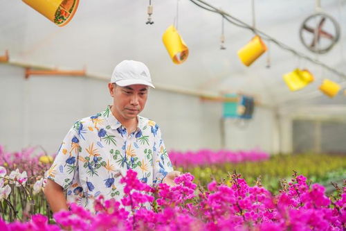 走進花果苗木之鄉洪陽鎮，探秘萬花園的花木零售致富經