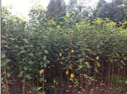 花卉苗木零售市場全景 掘金綠植消費新藍海