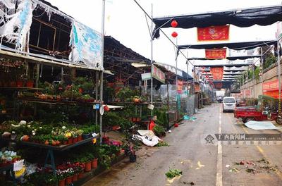 廣西花鳥交易市場秩序井然 除受災(zāi)區(qū)域外正常營業(yè) 花卉苗木零售供應(yīng)穩(wěn)定