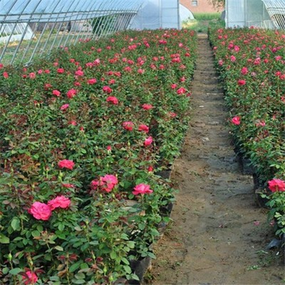 月季花鑒賞與選購指南 苗木網上的價格與圖鑒