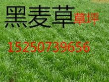 黑麥草種子價格解析與購買指南 花卉苗木零售市場全景