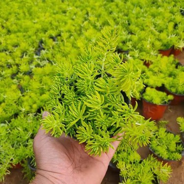 佛甲草批發價格與花卉苗木零售市場分析