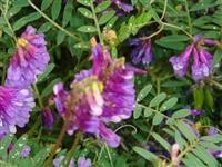 光葉紫光苕種子零售價格解析及高清圖片欣賞——江蘇蘭林花卉苗木種業