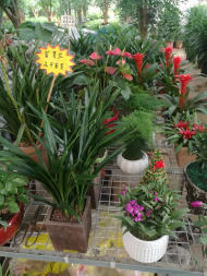 寧馨花木園林 城市綠意與生活美學的締造者