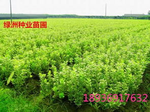 金葉女貞種苗選購指南 花卉苗木零售的常見品種與識別方法