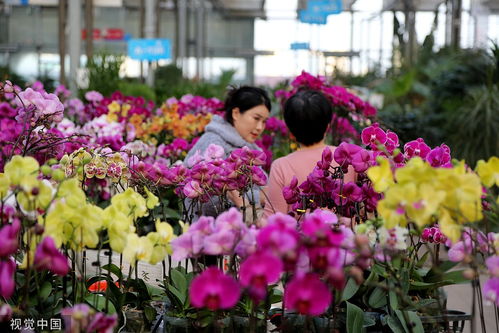 元旦春節雙節將至 臨沂花卉市場迎來銷售熱潮