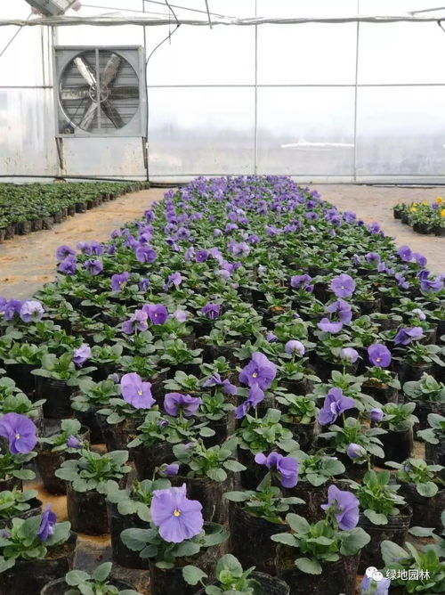 2018年2月苗圃可銷售花卉苗木產品指南