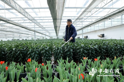 安徽阜陽 特色花卉苗木產業綻放“美麗經濟” 助力鄉村振興