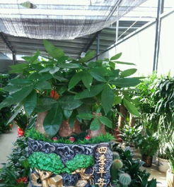 室內花木批發、零售與租擺 花卉苗木一站式服務解析