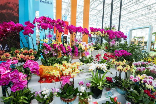 倒計時9天！線上線下聯動，2021中國·合肥苗木花卉交易大會火熱來襲