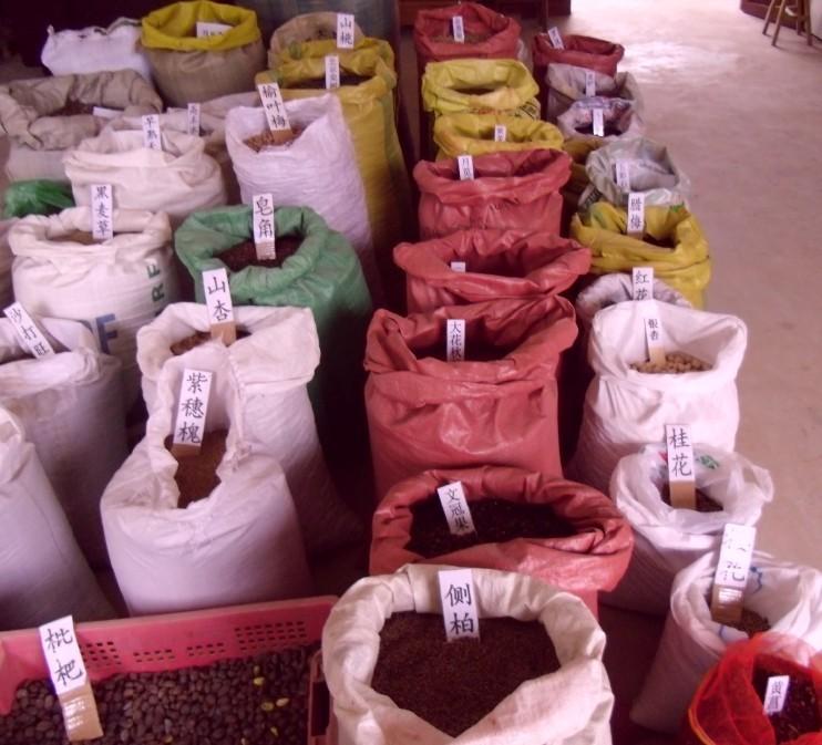 法國冬青種子購買指南 供應渠道與金農網信息解析