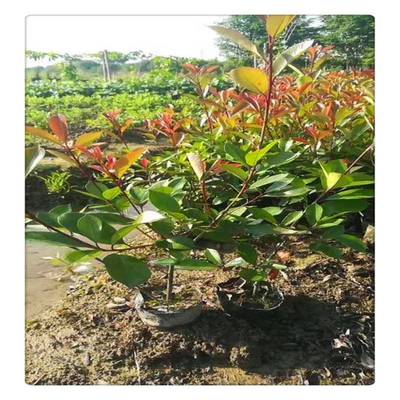 金華紅葉石楠 從樹苗到景觀的全方位采購指南